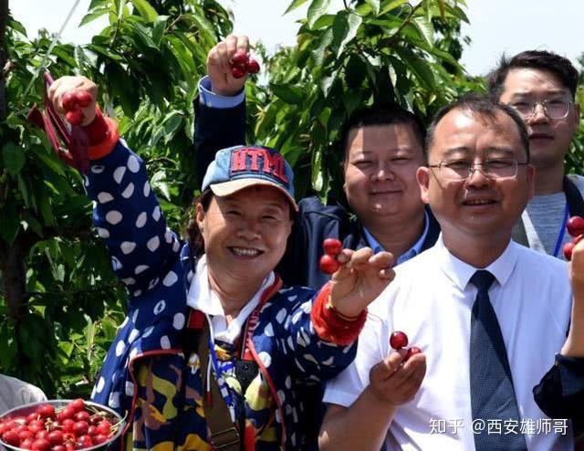 致富经樱桃种植视频_大樱桃种植致富_致富种植樱桃大棚视频