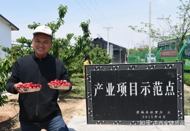 致富经樱桃种植视频_致富种植樱桃大棚视频_大樱桃种植致富