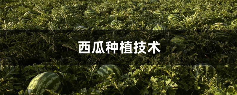 西瓜种植技术