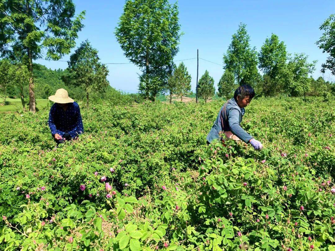 视频致富玫瑰种植_致富经种玫瑰视频_致富经玫瑰