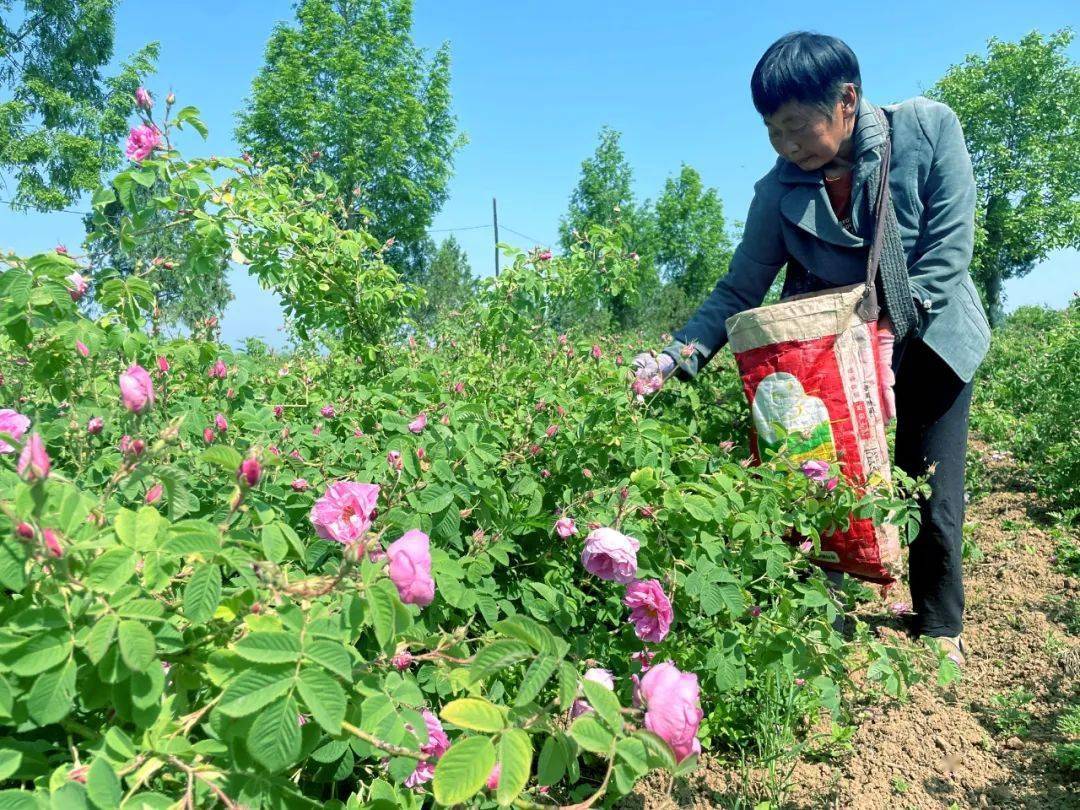 致富经种玫瑰视频_致富经玫瑰_视频致富玫瑰种植