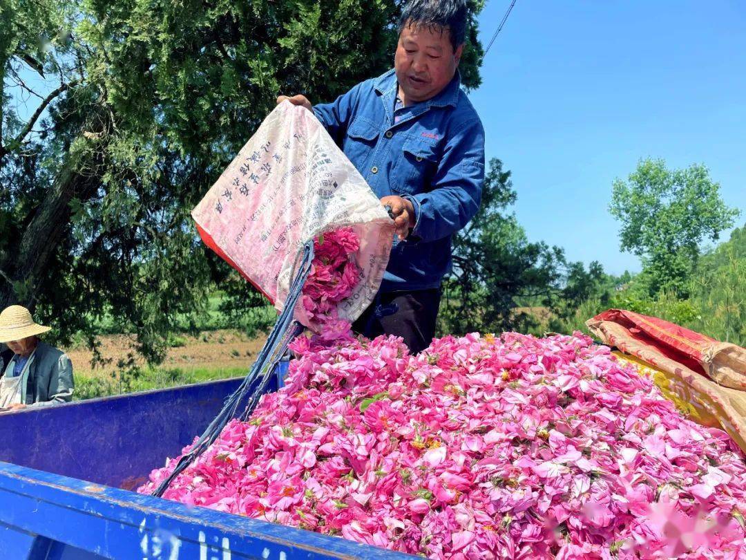 视频致富玫瑰种植_致富经种玫瑰视频_致富经玫瑰