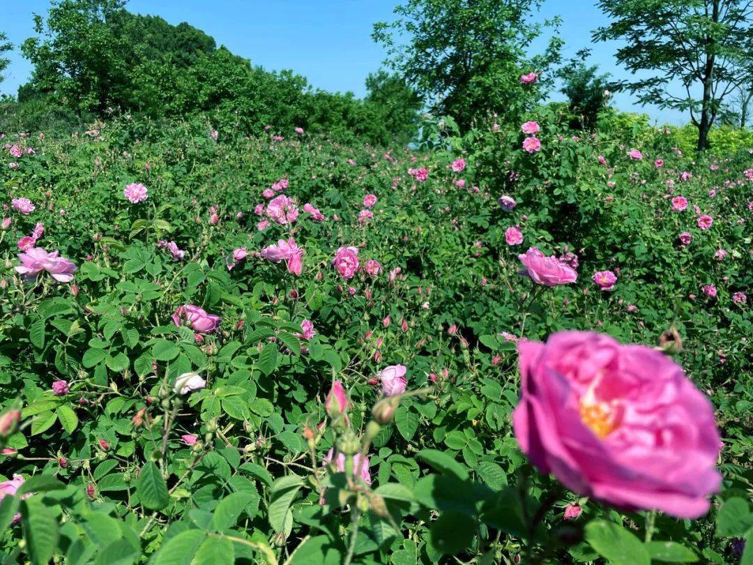 致富经玫瑰_致富经种玫瑰视频_视频致富玫瑰种植