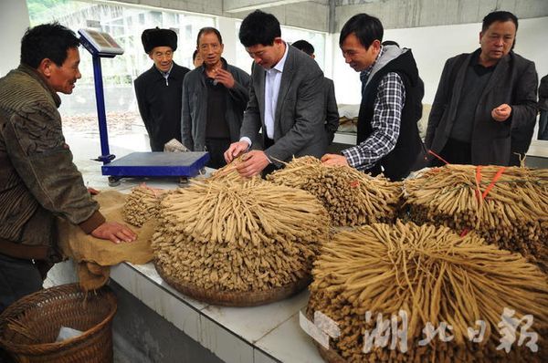 湖北致富项目_湖北种植致富视频_湖北种植什么赚钱