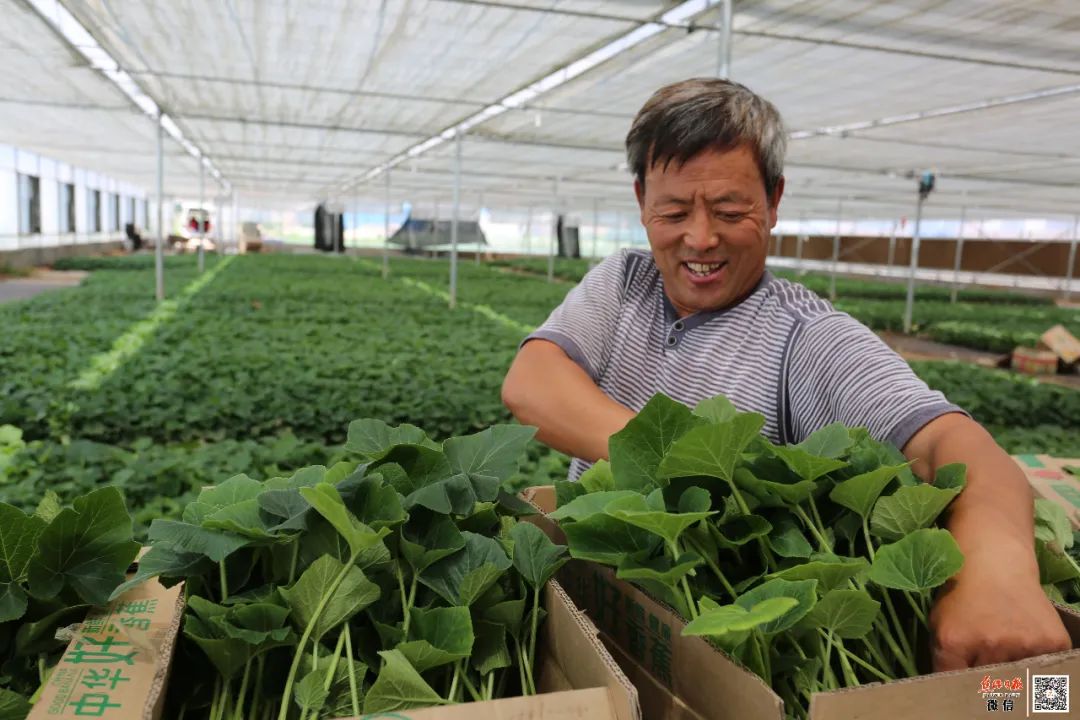 韭菜水上种植技术视频_韭菜水栽培技术_韭菜种植视频教程