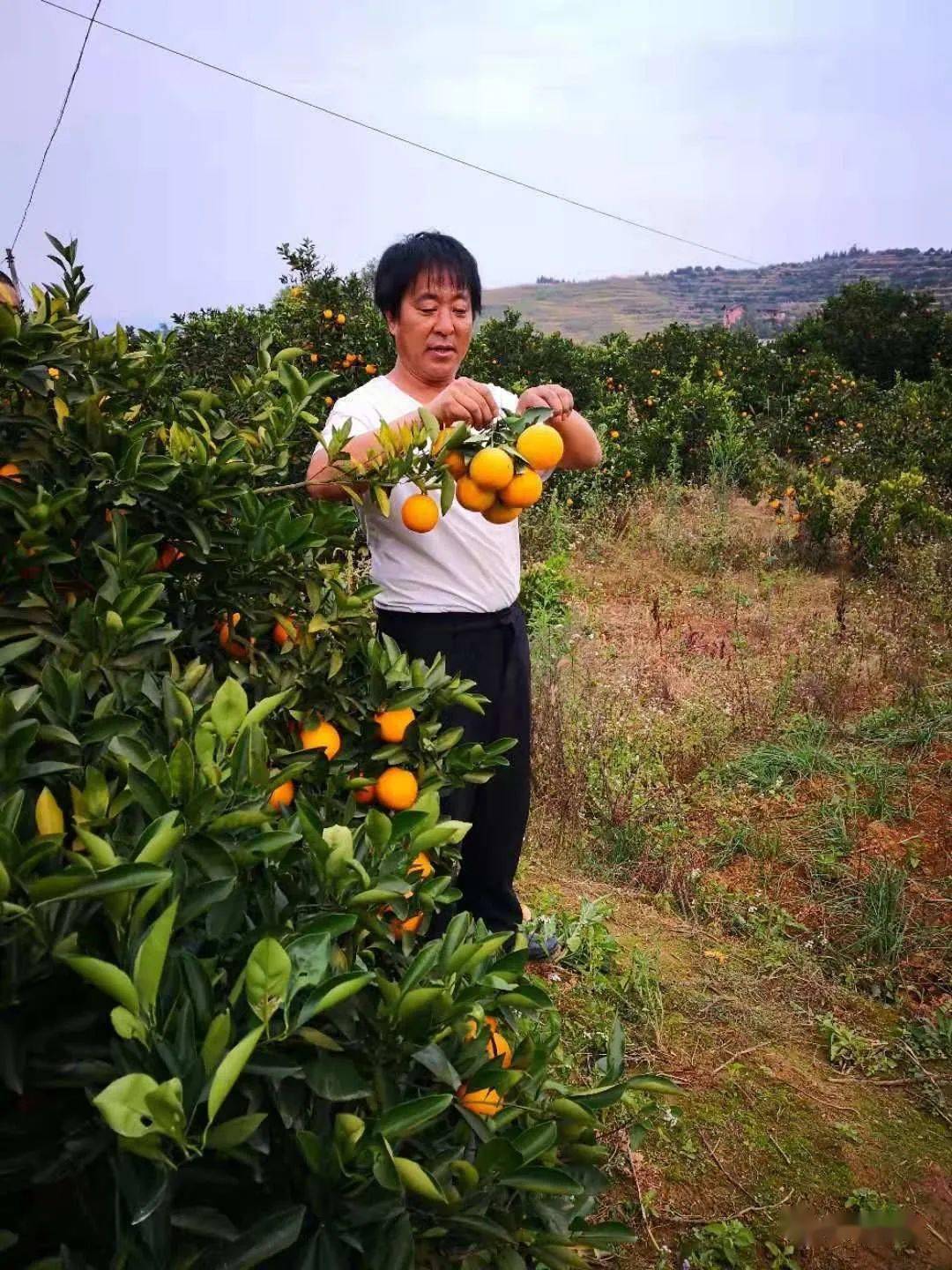 种植苹果致富_致富经盆栽苹果_央视致富经种苹果树