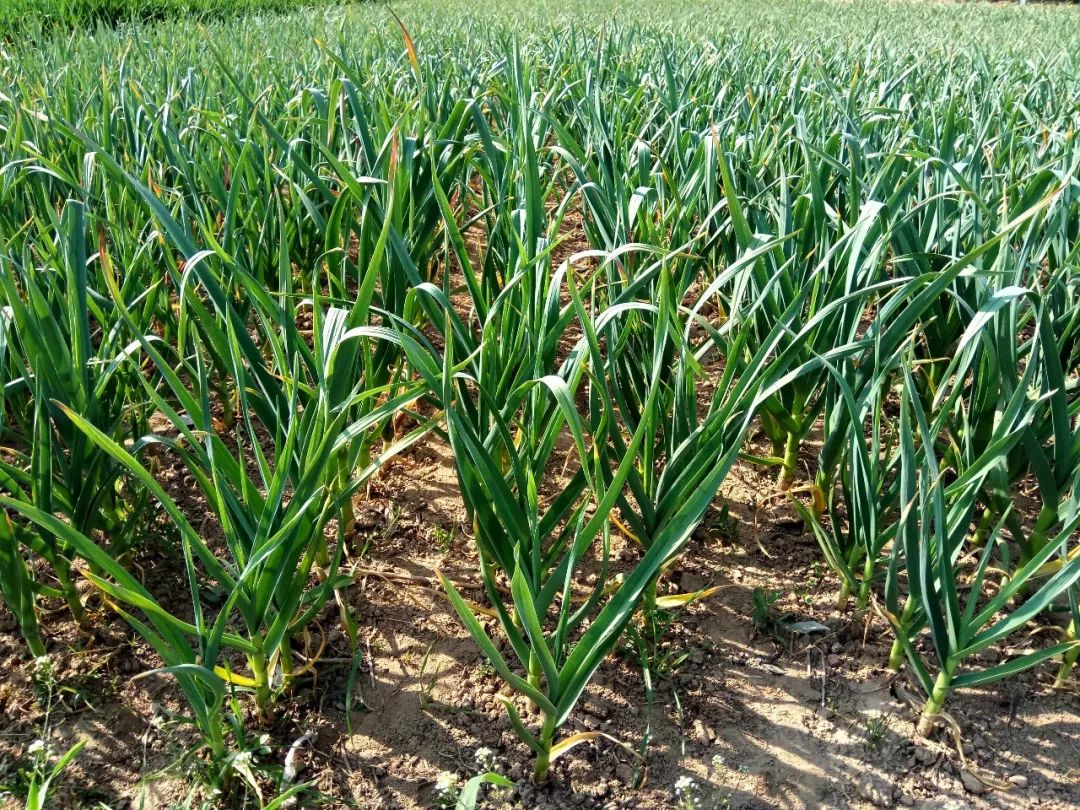 大蒜什么时候种？种植关键技术来了