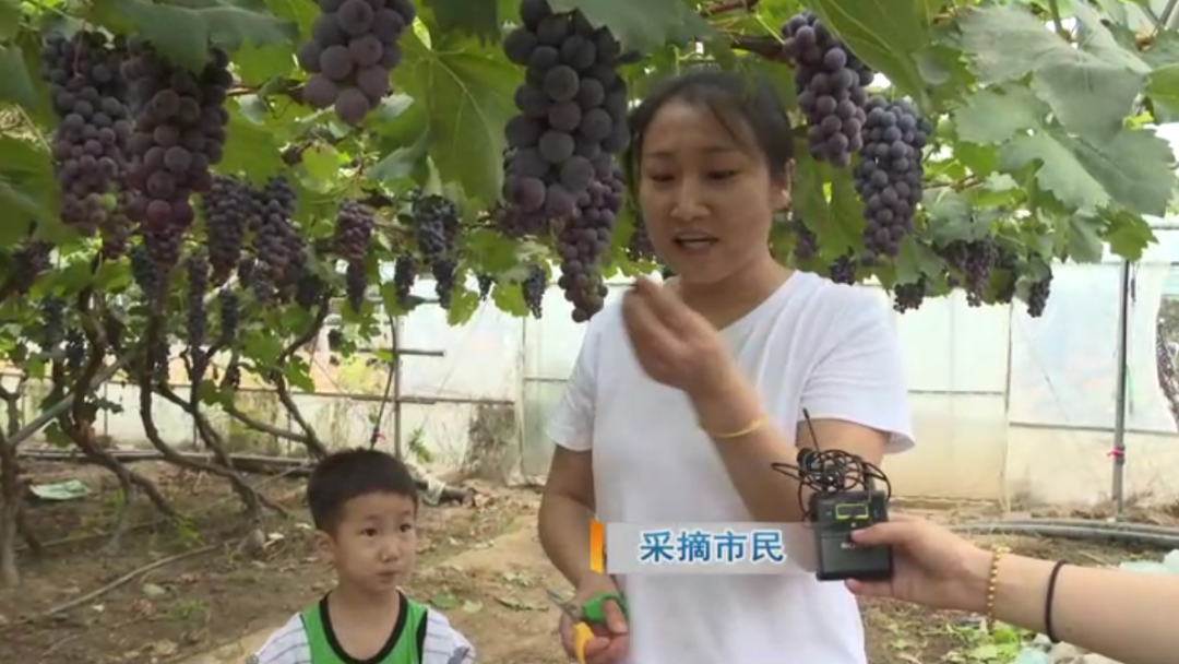 大棚葡萄种植致富_大棚种葡萄挣钱吗_大棚种植葡萄效益