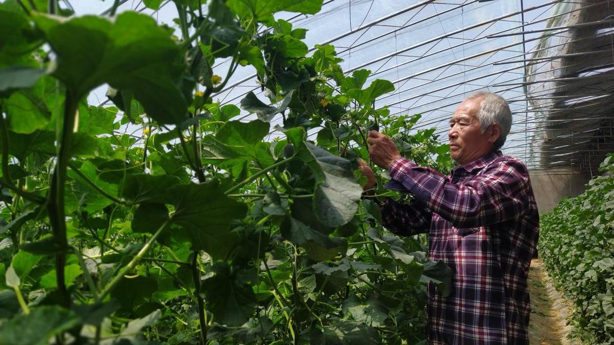 广水大棚种植致富_致富经大棚种菜技术_大棚致富项目