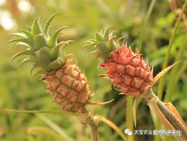 大棚里的致富经_种植大棚带领村民致富_农村致富大棚种植