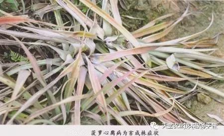 农村致富大棚种植_大棚里的致富经_种植大棚带领村民致富