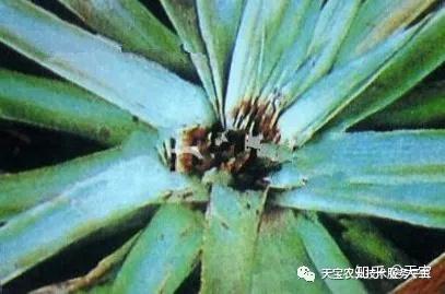 种植大棚带领村民致富_农村致富大棚种植_大棚里的致富经