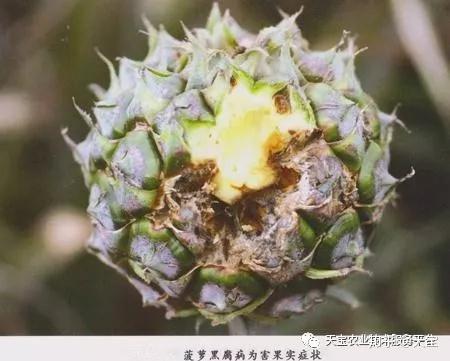 大棚里的致富经_农村致富大棚种植_种植大棚带领村民致富