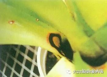 种植大棚带领村民致富_农村致富大棚种植_大棚里的致富经