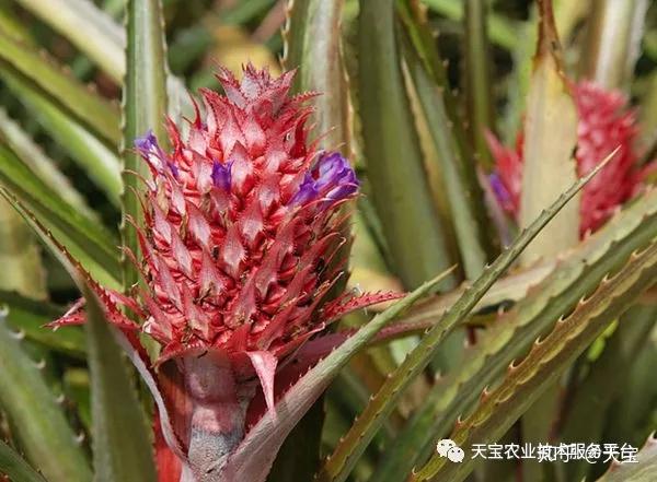 农村致富大棚种植_大棚里的致富经_种植大棚带领村民致富