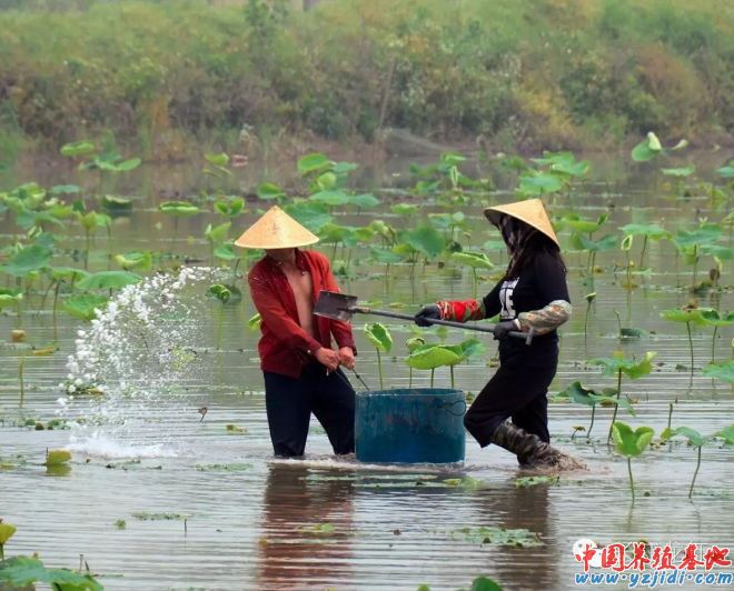 中国养殖基地 yzjidi.com