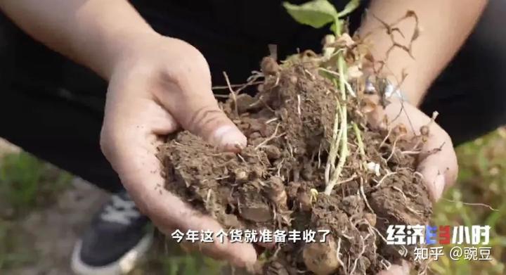 种植致富案例_80后大学生种植致富果_致富创业网搞种植水果