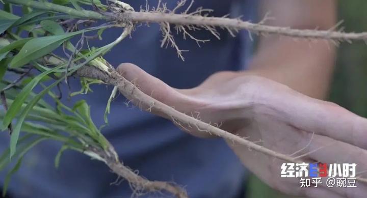 80后大学生种植致富果_致富创业网搞种植水果_种植致富案例