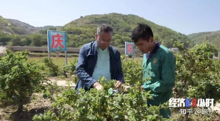 种植致富案例_致富创业网搞种植水果_80后大学生种植致富果