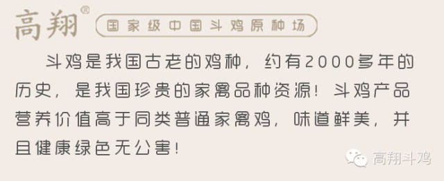 养殖斗鸡技术与管理_40只斗鸡养殖技术_养殖斗鸡技术视频