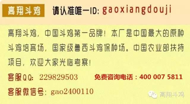 养殖斗鸡技术与管理_40只斗鸡养殖技术_养殖斗鸡技术视频