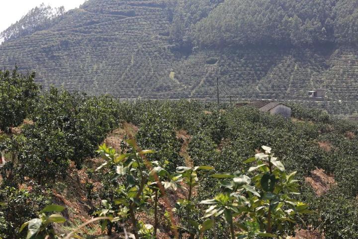 80后大学生种植致富果_种植致富案例_90后讲种植