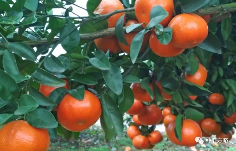 沃柑种植成本与收益_沃柑种植致富_种沃柑前景怎样