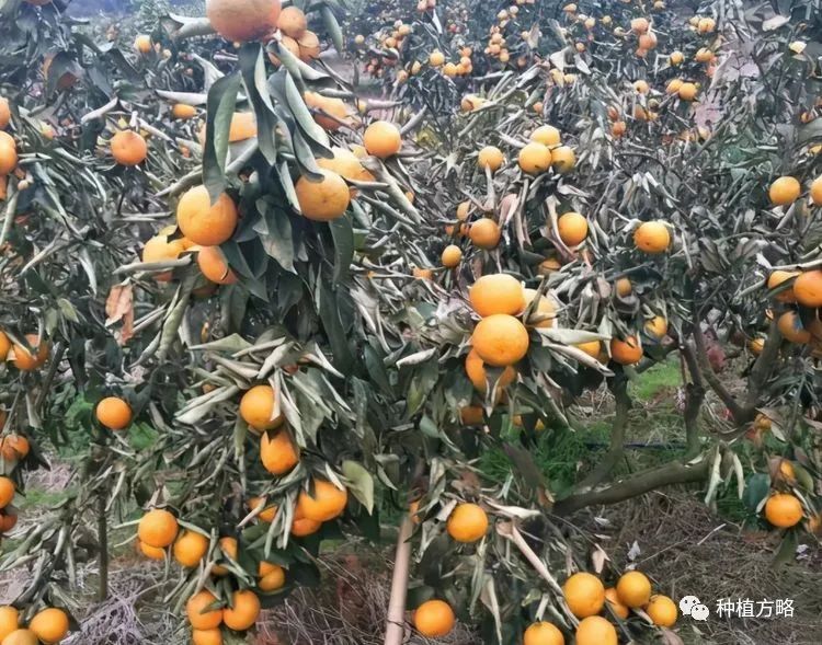 沃柑种植致富_沃柑种植成本与收益_种沃柑前景怎样