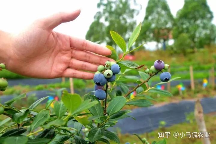 致富创业网搞种植水果_90后讲种植_80后大学生种植致富果