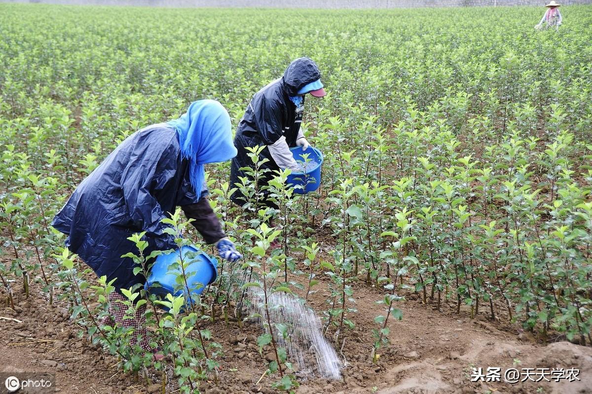 致富养殖苹果行业前景如何_种植苹果赚钱吗_苹果养殖致富行业