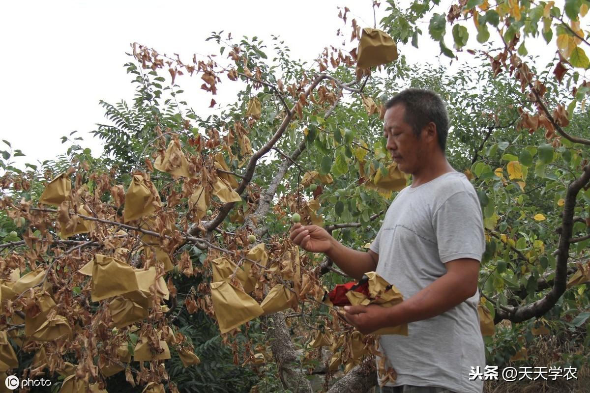 种植苹果赚钱吗_致富养殖苹果行业前景如何_苹果养殖致富行业