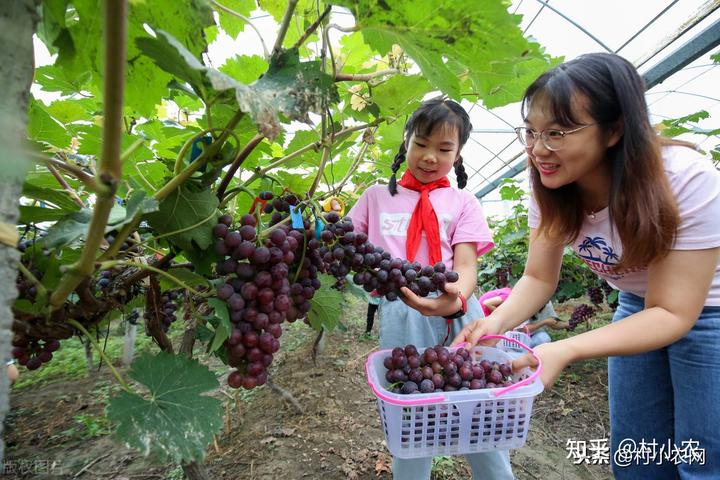 珍禽养殖致富项目_养殖珍禽需要什么手续_致富养殖珍禽项目介绍