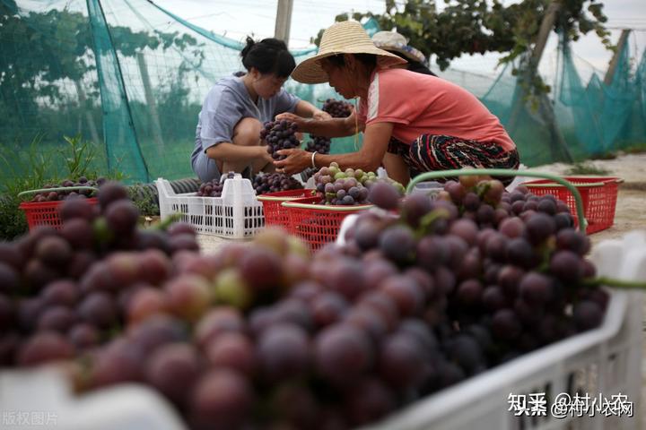 养殖珍禽需要什么手续_珍禽养殖致富项目_致富养殖珍禽项目介绍