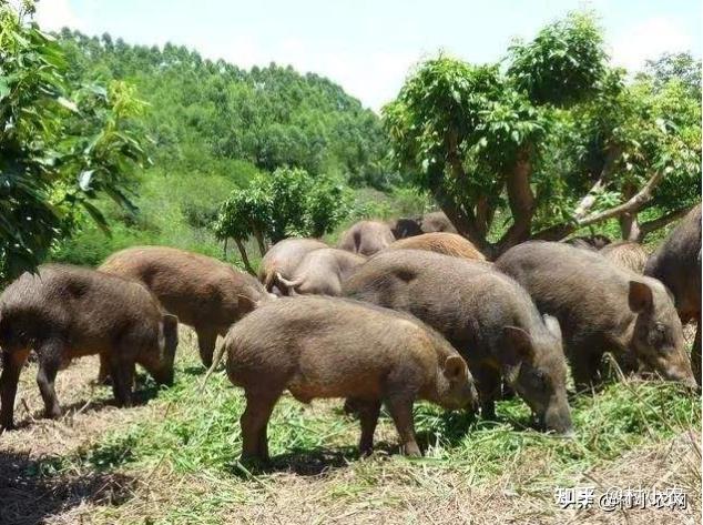 珍禽养殖致富项目_致富养殖珍禽项目介绍_养殖珍禽需要什么手续