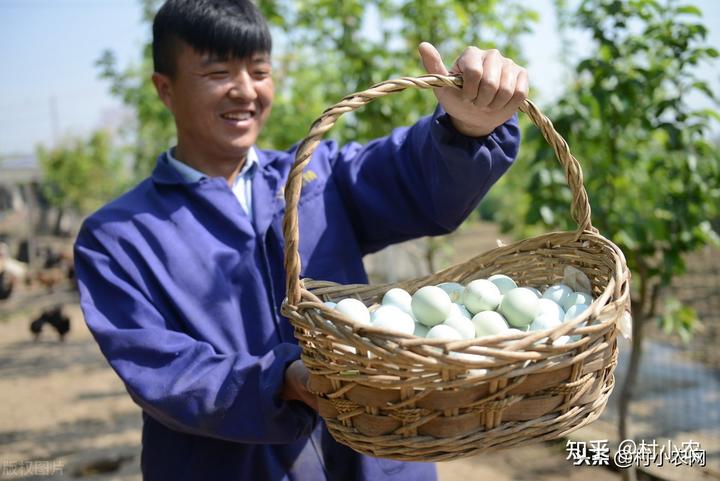 养殖珍禽需要什么手续_致富养殖珍禽项目介绍_珍禽养殖致富项目