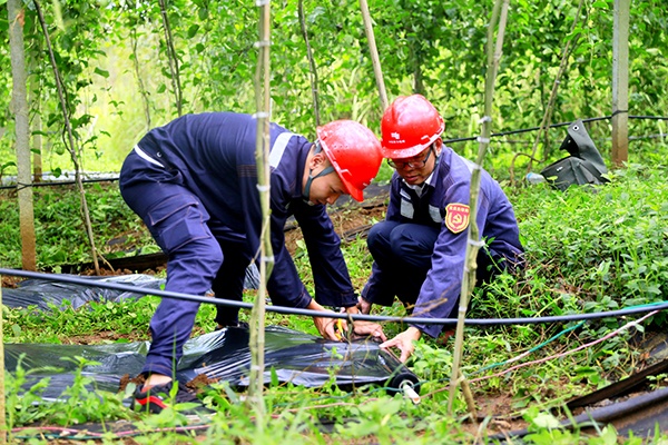 钦州：“电亮”精准扶贫 基地硕果飘香