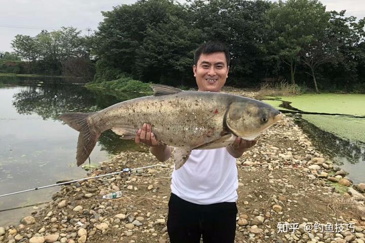 白鲢夏花年底能长多大_养殖夏花技术白鲢技术要求_夏花白鲢养殖技术