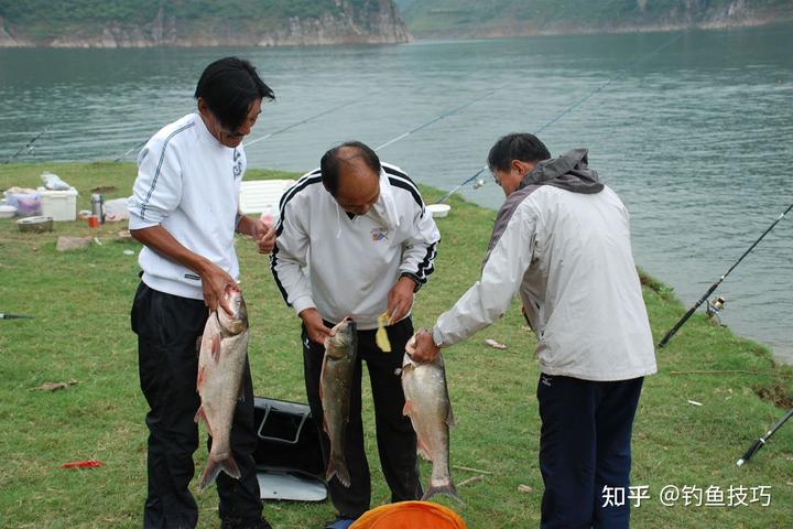 养殖夏花技术白鲢技术要求_白鲢夏花年底能长多大_夏花白鲢养殖技术