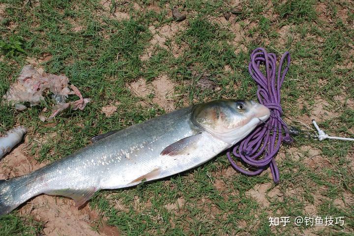 白鲢夏花年底能长多大_养殖夏花技术白鲢技术要求_夏花白鲢养殖技术