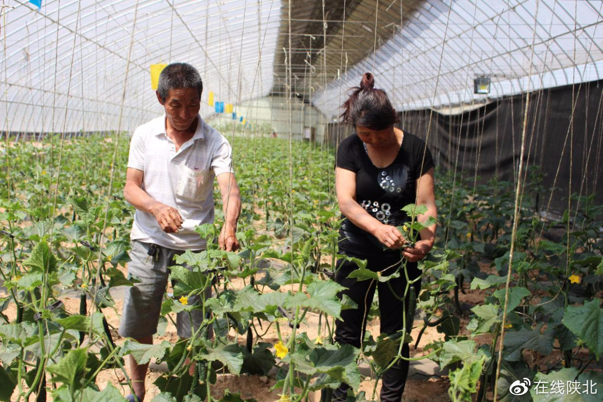 广水大棚种植致富_大棚致富项目_大棚种植致富事迹