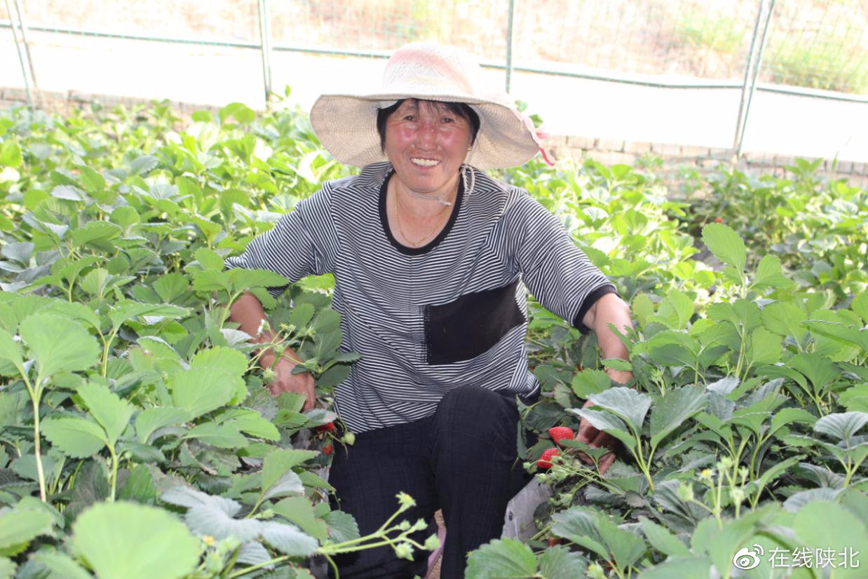 大棚种植致富事迹_大棚致富项目_广水大棚种植致富