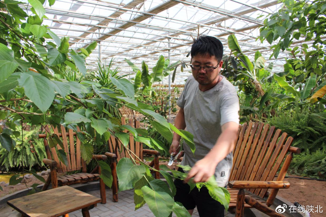 大棚种植致富事迹_大棚致富项目_广水大棚种植致富