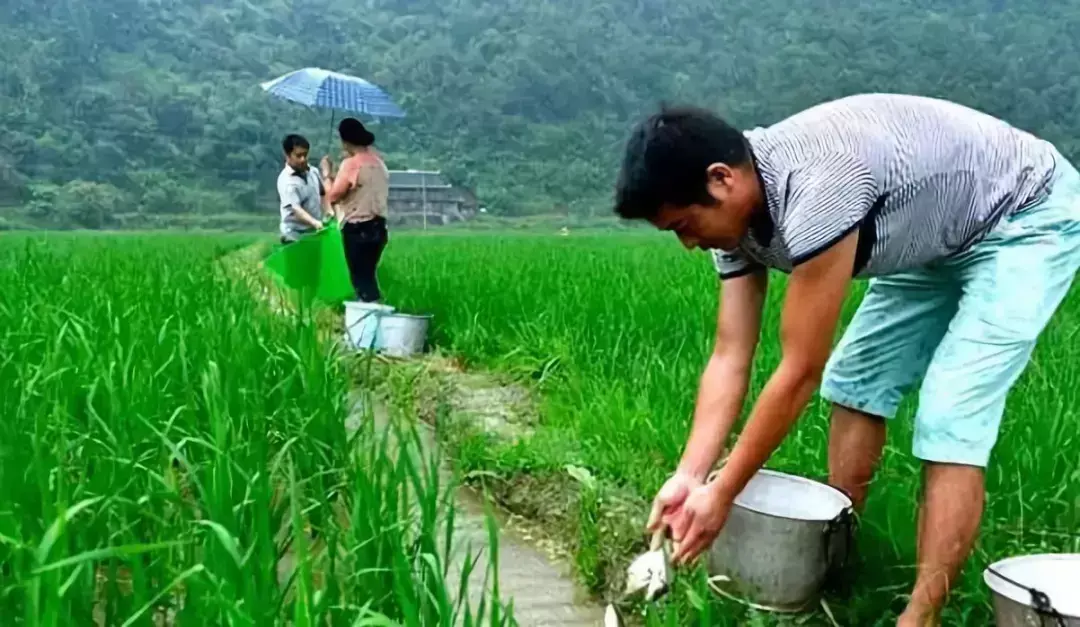 致富经养殖泥鳅视频_养殖泥鳅富豪_致富经哈尼梯田养泥鳅