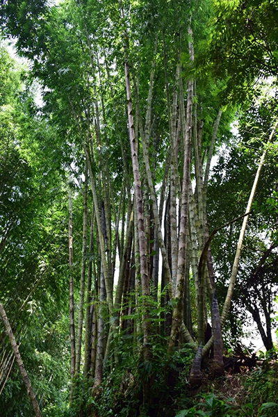 竹子种植致富图片_致富竹子种植图片大全_致富经竹子创业