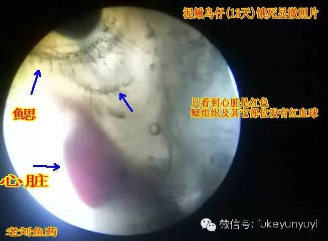 养殖草鱼视频_草鱼寸片养殖技术_草鱼养殖视频教程