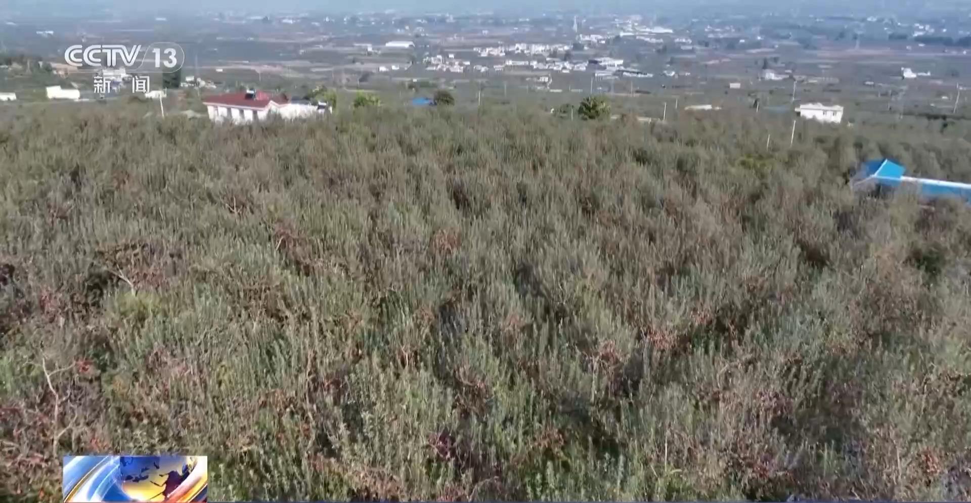 致富养殖苹果行业前景如何_苹果养殖致富行业_致富养殖苹果行业现状