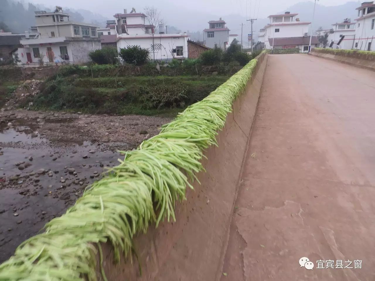 致富经芽苗菜种植视频_致富经种植芽苗菜_致富种植芽苗菜怎么样