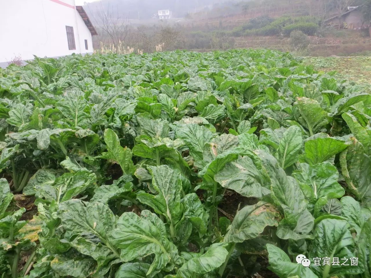 致富经芽苗菜种植视频_致富种植芽苗菜怎么样_致富经种植芽苗菜