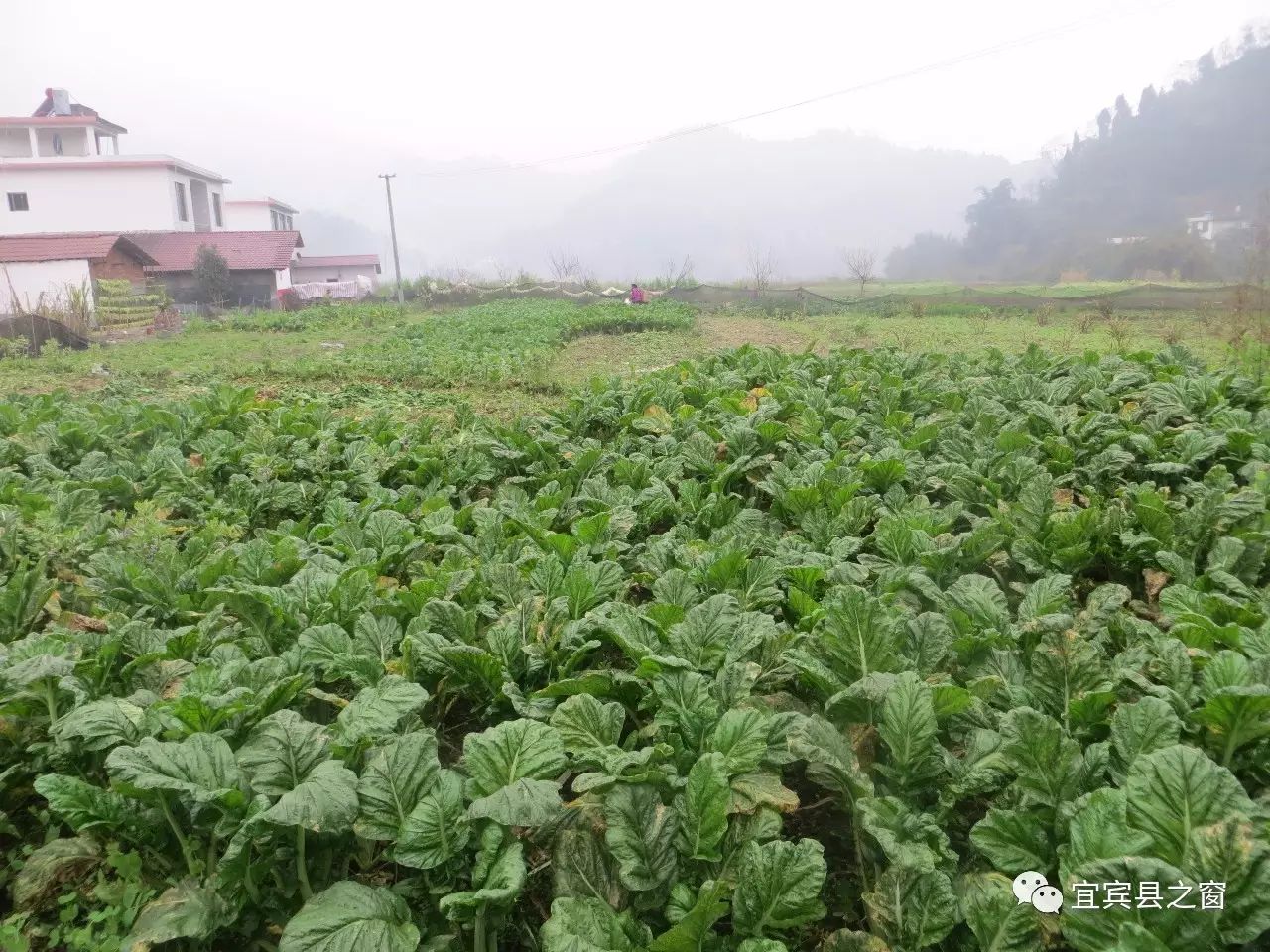 致富经种植芽苗菜_致富种植芽苗菜怎么样_致富经芽苗菜种植视频