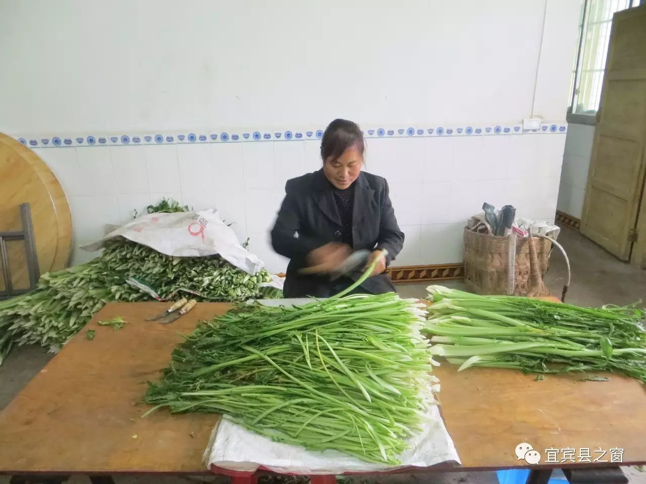 致富经芽苗菜种植视频_致富种植芽苗菜怎么样_致富经种植芽苗菜